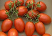 Sadzonki pomidorów TUCANO - rozsada, sadzonka