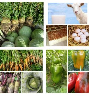 Warzywa naturalne bez chemii - prosto z pola
