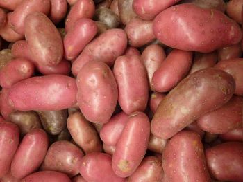 Ziemniaki jadalne czerwone