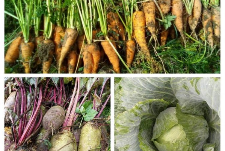 Warzywa naturalne bez chemii - prosto z pola